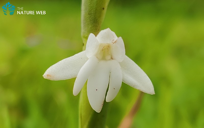 Toothbrush Orchid